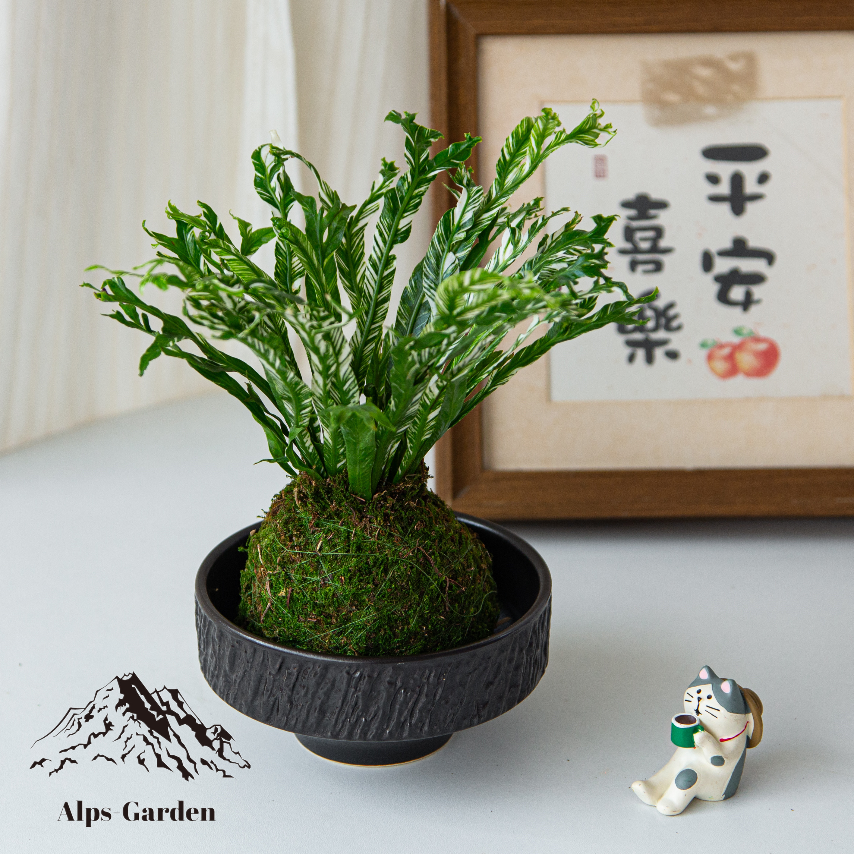 白月光鸟巢蕨苔藓球盆栽室内净化空气办公室桌面花卉绿植创意礼物