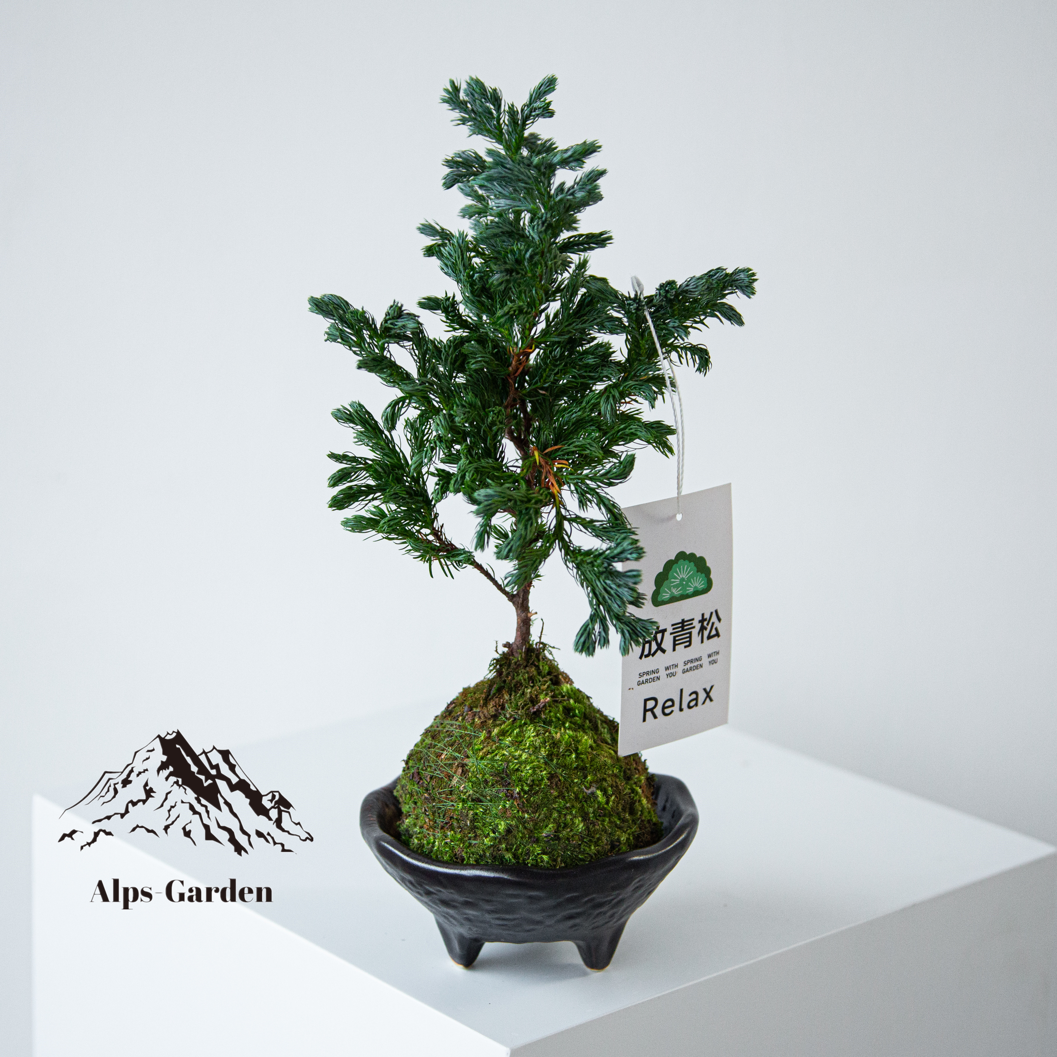 蓝色瓦松苔藓球—盆栽客厅办公室内桌面绿植净化空气