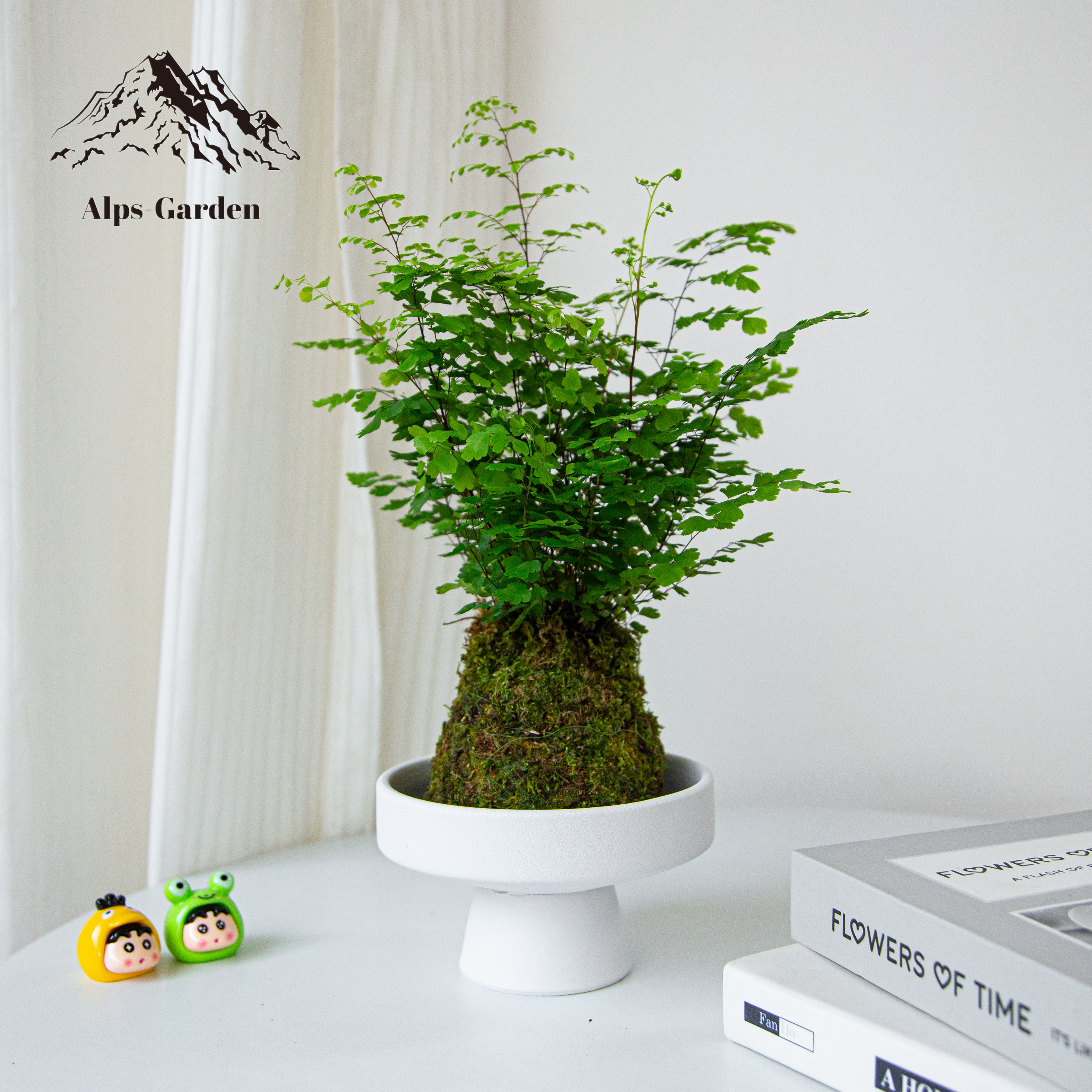 铁线蕨苔藓球盆栽植物室内桌面好养观果绿植客厅盆景办公室净化