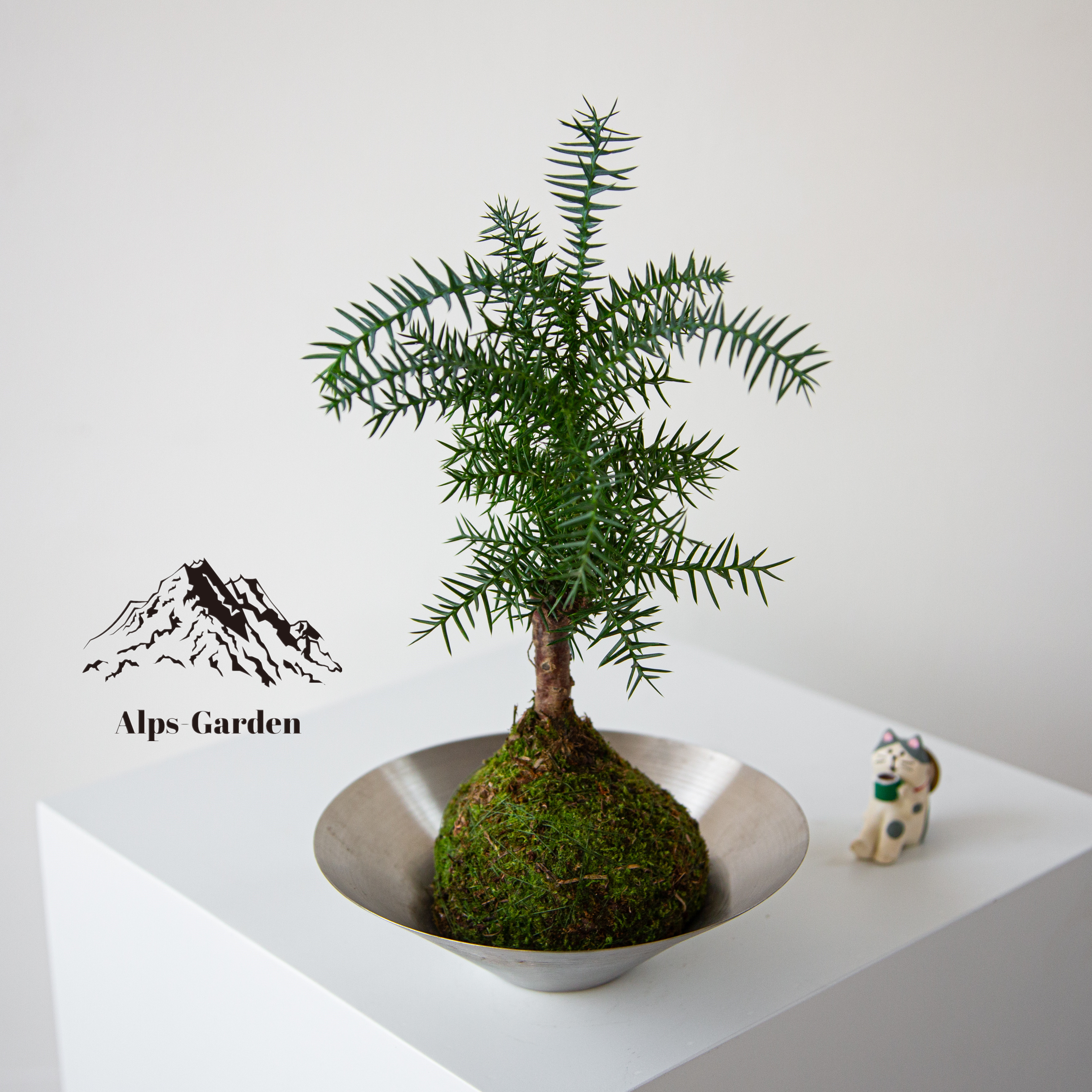 澳洲杉苔藓球简约茶桌小品盆景盆栽送人礼物办公室微景观净化空气