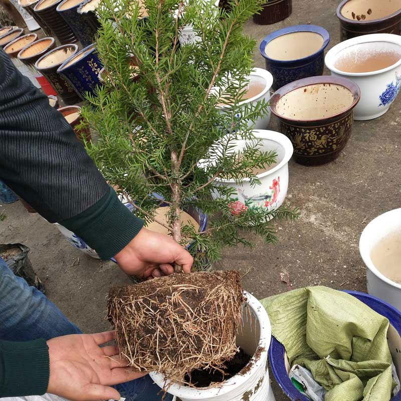 红豆杉树苗盆栽耐寒正宗东北大树绿植花卉盆栽盆景植物室内红豆彬