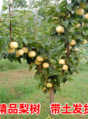 大梨树果苗带土球秋月梨子嫁接苗南方北方沙梨香梨翠冠活苗梨树苗