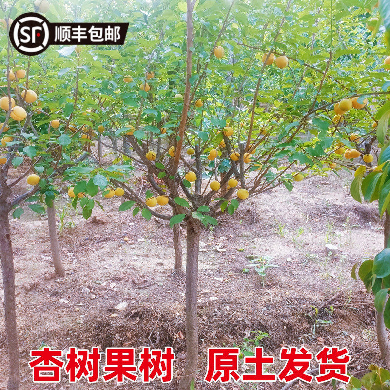 特大杏树活苗带土凯特巨蜜王嫁接甜杏子苗当年结果南北方种植果树