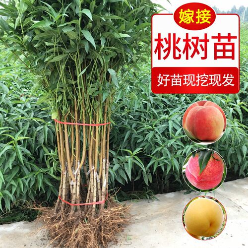 桃树果苗幼苗嫁接桃子南北方种植