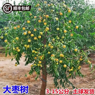 特大枣树活苗带土球老桩脆甜沾化冬枣庭院果树盆栽地栽金丝枣树苗