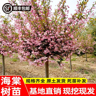 西府海棠花树苗庭院耐寒植物垂丝盆栽室内外四季开花北美海棠地栽