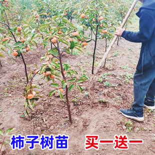 柿子树果苗南北方庭院盆地栽脆甜磨盘大柿树当年结果嫁接柿子苗树