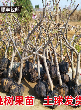 特大桃树果苗带土嫁接冬桃黄油桃水蜜桃子盆地栽南北方种耐寒果树