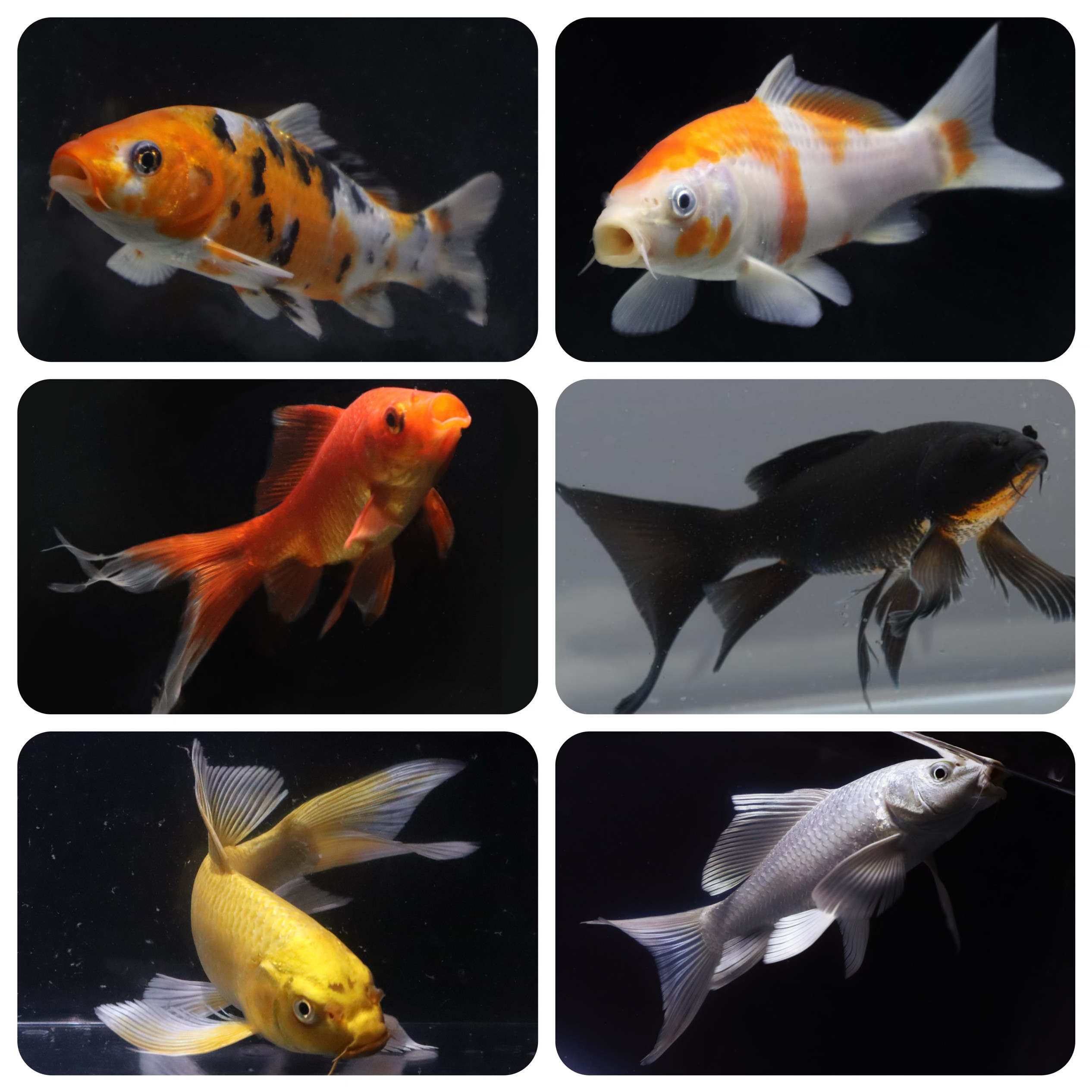 锦鲤活鱼观赏鱼淡水冷水好养耐活黑彗星兰花金鱼招财鱼