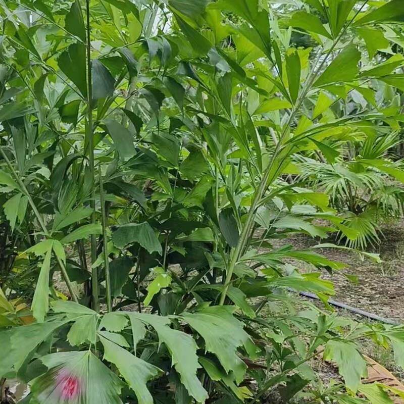 鱼尾葵盆栽大型室内好养绿植办公室客厅阳台庭院花园四季常青植