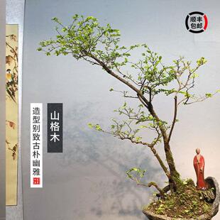 植物邮造型常绿名贵精品岭南花盆景格木观办公室树种盆栽山四季包