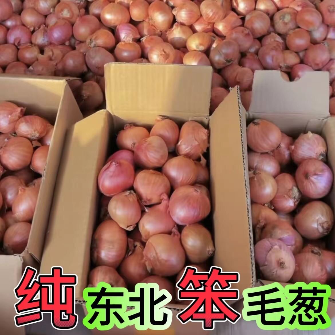 东北特产正宗东北毛葱大蒜新鲜农家笨毛葱小葱红葱头鬼葱