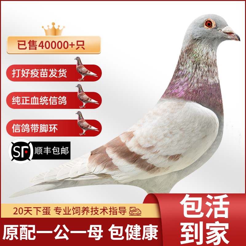 带环信鸽比赛远程赛鸽鸽子活一对活物青年活体原配种鸽詹森血统鸽