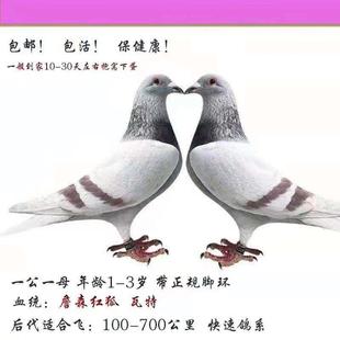 大特比 信鴿成績鴿 公棚天落鳥 大鼻子 楊阿騰 鳥活體 種鴿 遲歸
