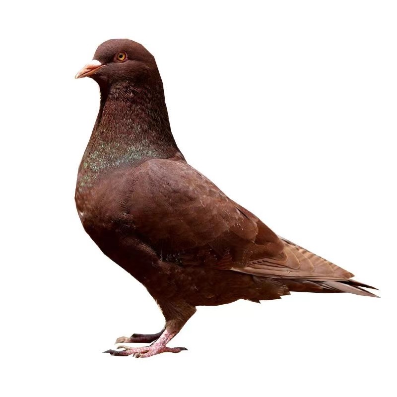 活体肉鸽 红色卡奴 白羽王种鸽幼鸽 鸽蛋 球鸽 信鸽 落地王,100,0