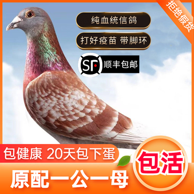 好信鸽鸽子活一对赛鸽鸽子小鸽活物幼鸽活体原配种鸽血统比赛参赛