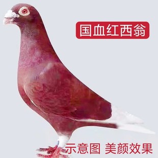 【国血红西翁】观赏信鸽子活体赛鸽家飞鸽远程距离信鸽活体公母,1