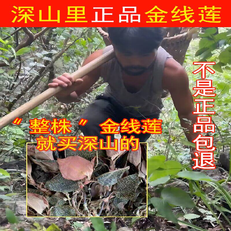 正宗金线莲养生茶整株100克深山林下仿野生种植养肝中药材金线莲