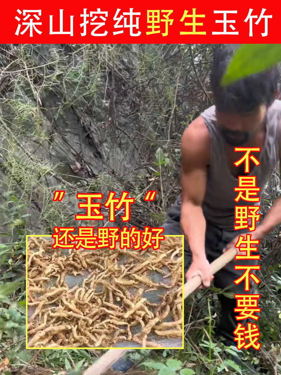 老周深山纯野生玉竹500g沙参麦冬灯芯草汤包泡茶片饮膏图片