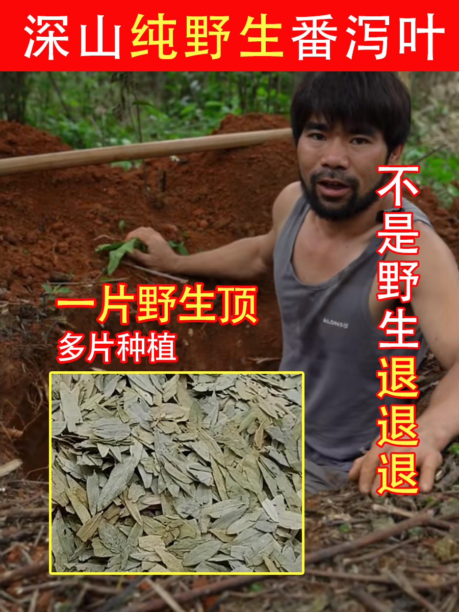 深山纯野生番泻叶500g天然泻叶排宿拉屎茶包潘泻番茄叶潘泄叶