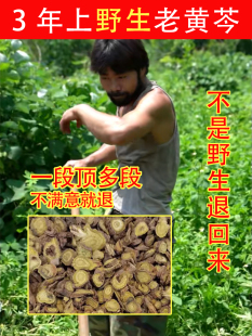 老周家深山纯野生黄芩500g材粉根片黄琴枯芩茶龙胆草栀子