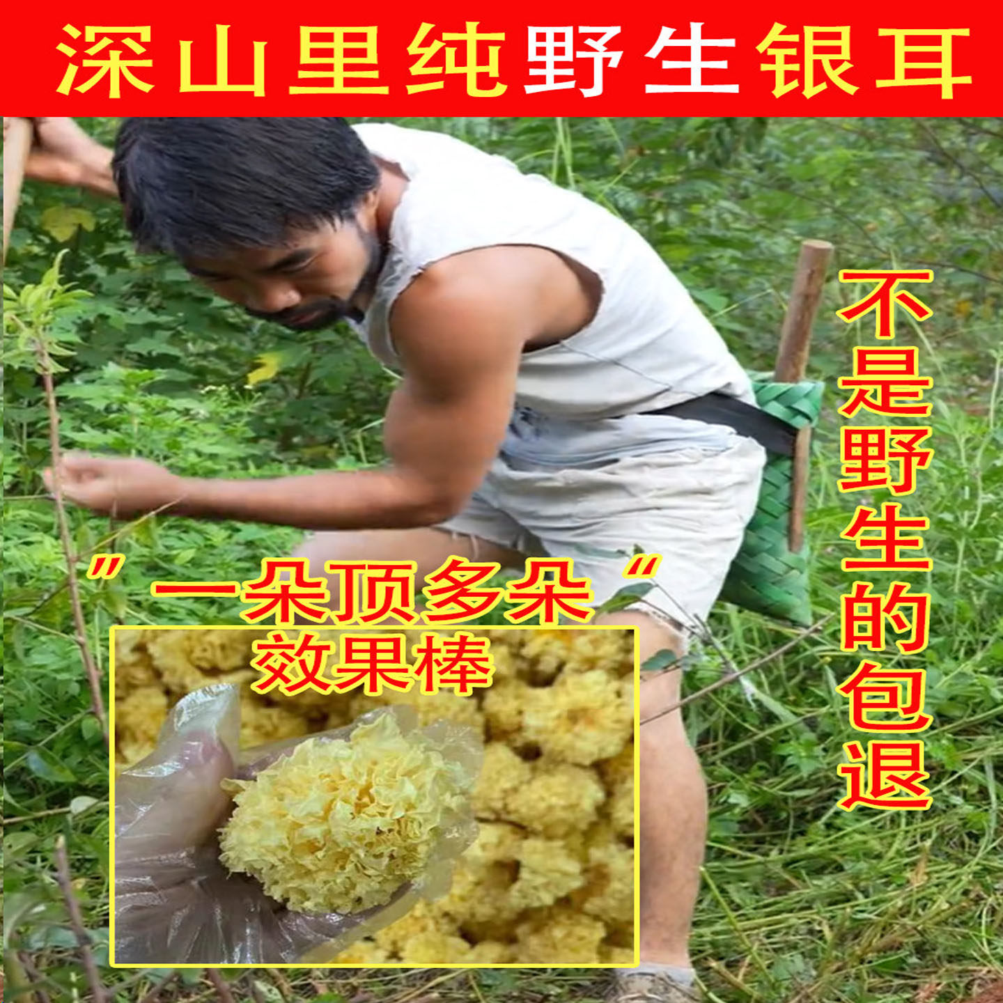 老周纯野生银耳500g干货特级无硫有机孕妇通江椴木小糯耳羹丑耳雪