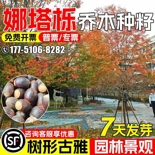 娜塔栎种子北美红栎橡树绿化观赏