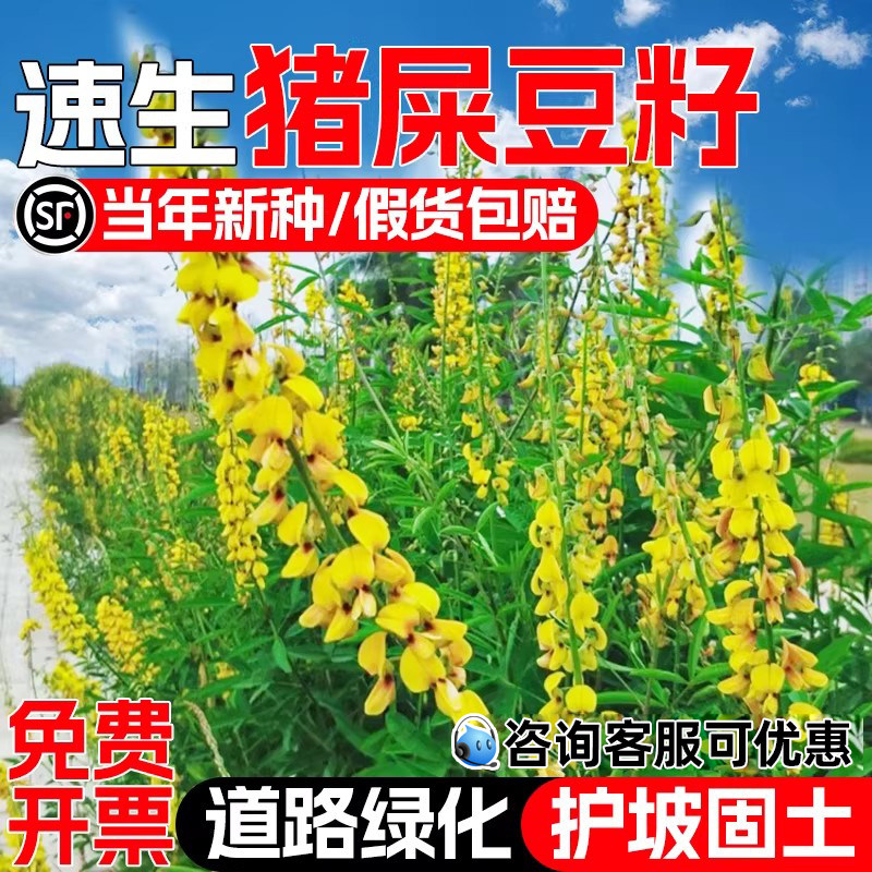 猪屎豆种子速生护坡固土灌木草籽四季常青工程绿化荒地复绿草种籽 - 实物图