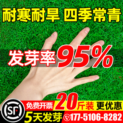 草坪草籽四季常青免修剪地毯草皮