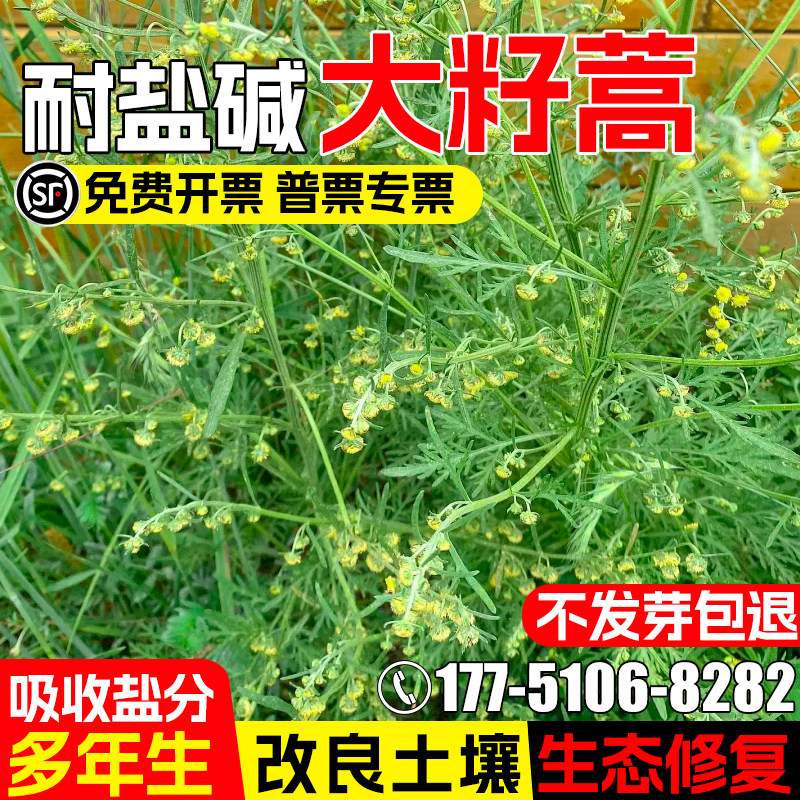 大籽蒿小白蒿种子荒山复绿耐盐碱