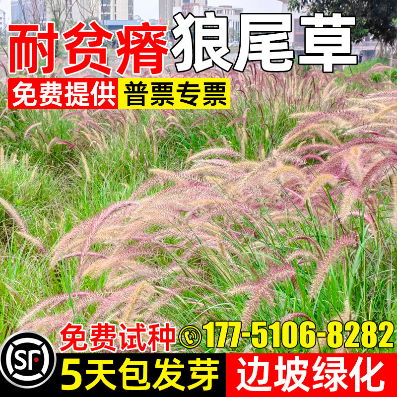 狼尾草草籽耐寒耐旱景观绿化种子