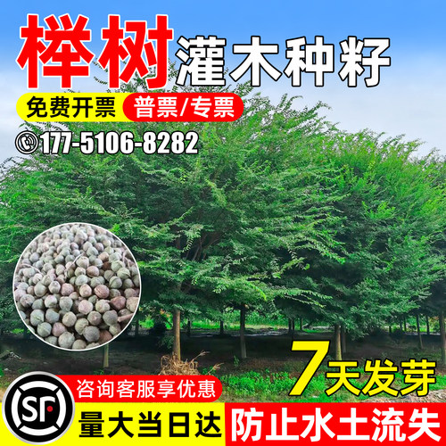 榉树种子水土保持绿化造景行道树