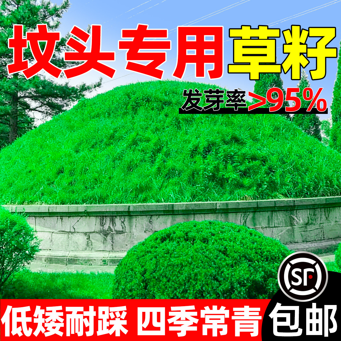 清明扫墓坟头草籽绿化多年生种子
