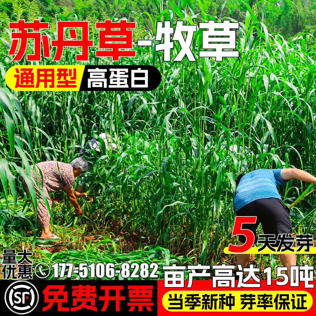 高丹草草籽牧草种籽高产型草种子