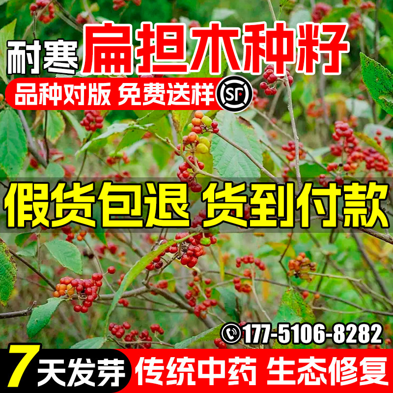 扁担杆种子生态修复绿化中药材