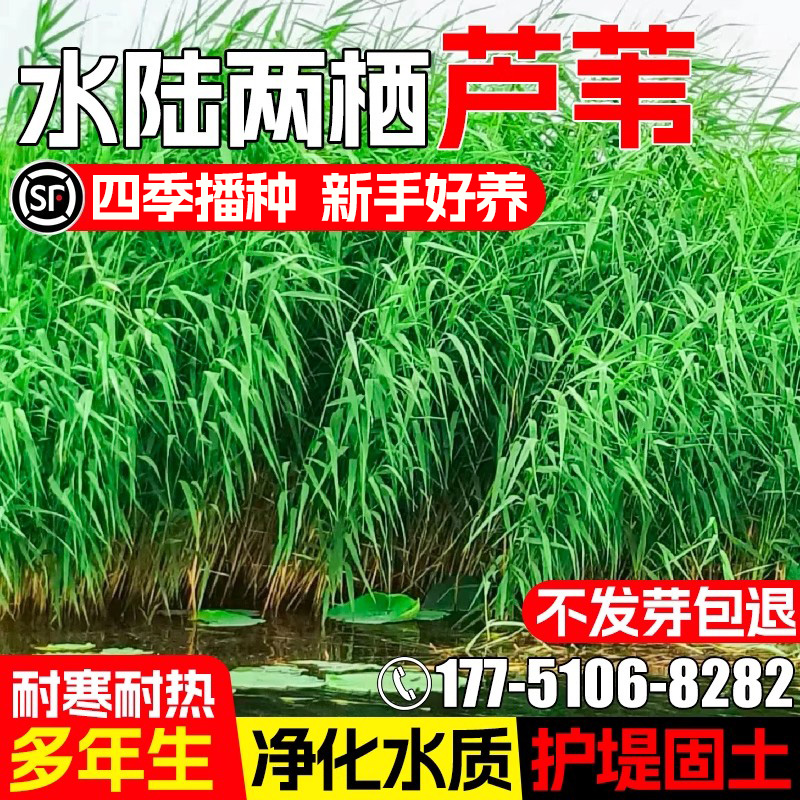 芦苇种子水生草种籽耐寒净化水质