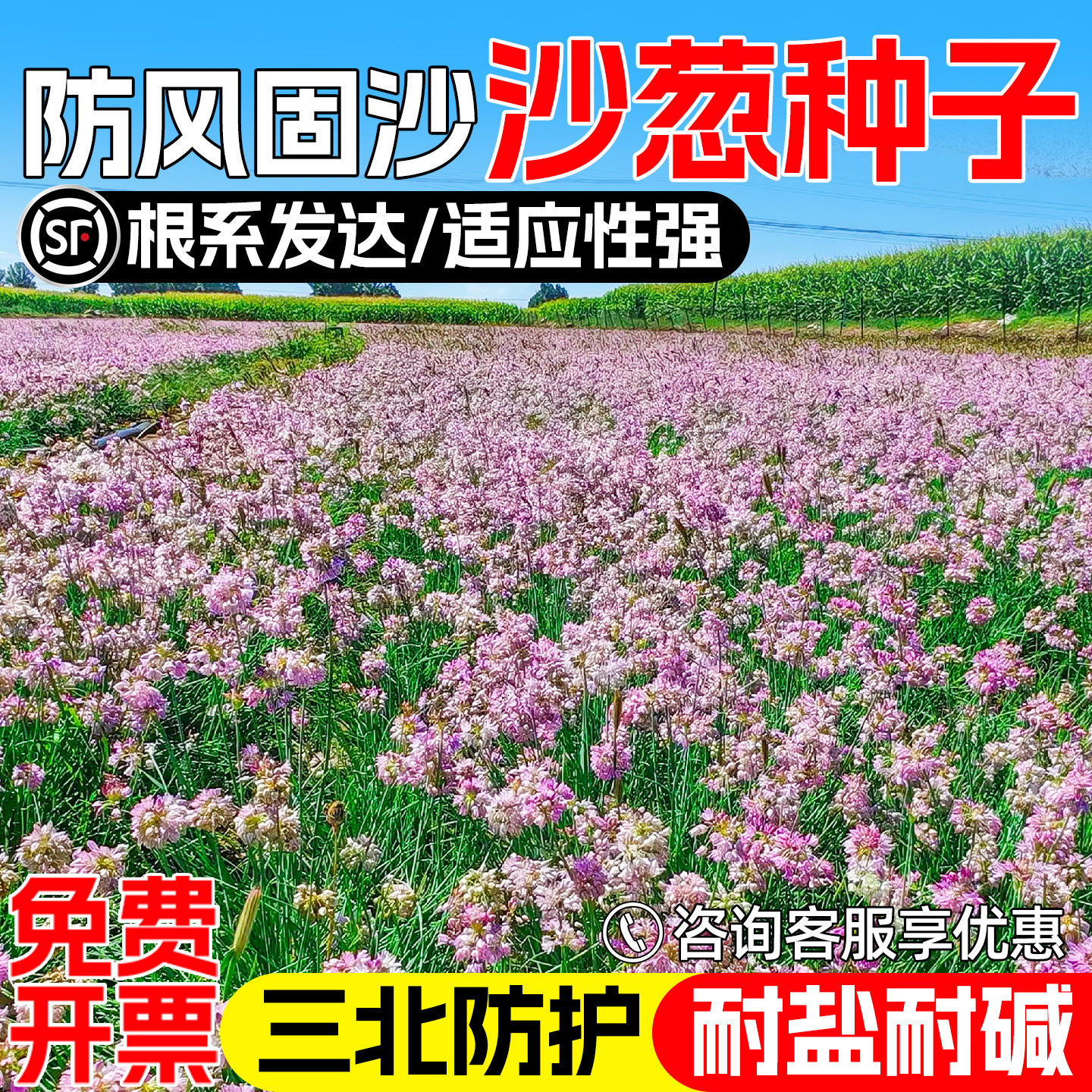 沙葱种子沙漠戈壁防风固沙绿化