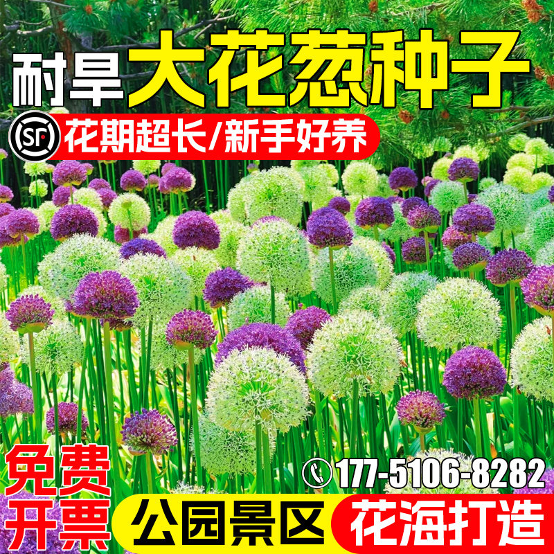 大花葱种子耐寒耐旱小花葱种籽四季播种开花公园景区花海美化花籽