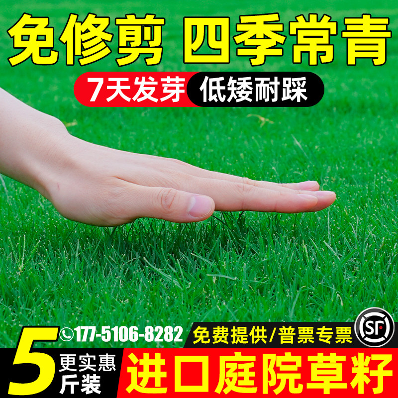 草坪草籽护坡狗牙根马尼拉四季常青庭院地毯草皮绿化黑麦草种子孑