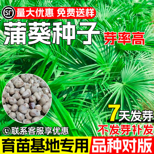 蒲葵种子扇叶葵葵树园林绿化观赏