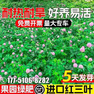 进口红三叶草种子耐寒耐旱四季常青果园绿肥草籽绿化白三叶草种籽