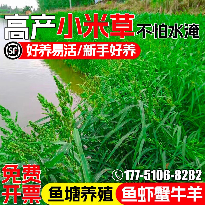 小米草种子养殖水草鱼虾蟹牧草籽