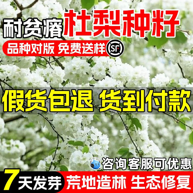 杜梨种子荒山绿化生态修复海棠梨