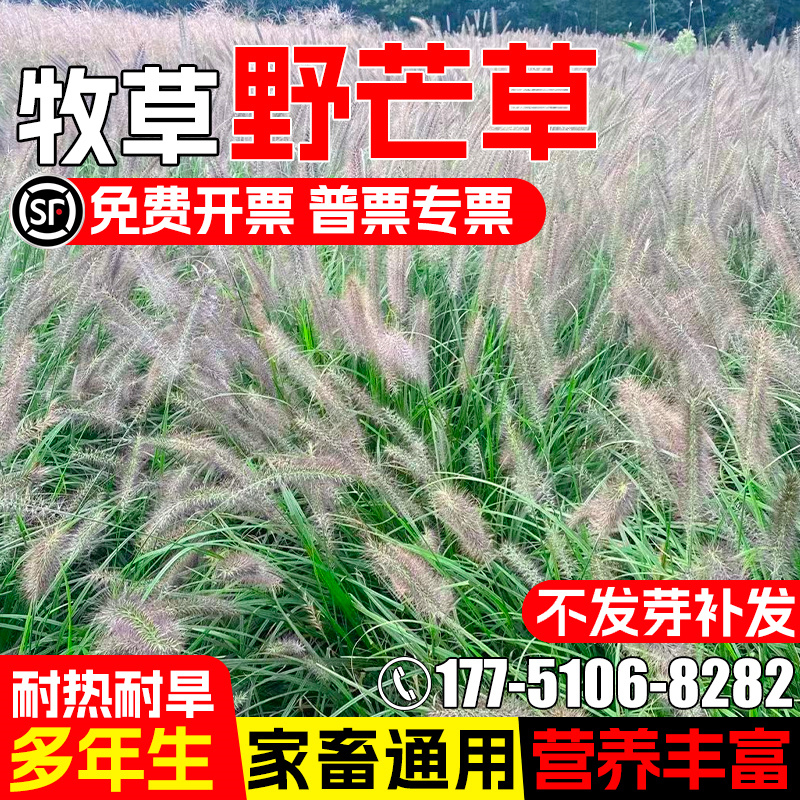 野芒草种子多年生四季高产牧草种籽耐寒耐旱畜牧养殖家禽喜食草籽