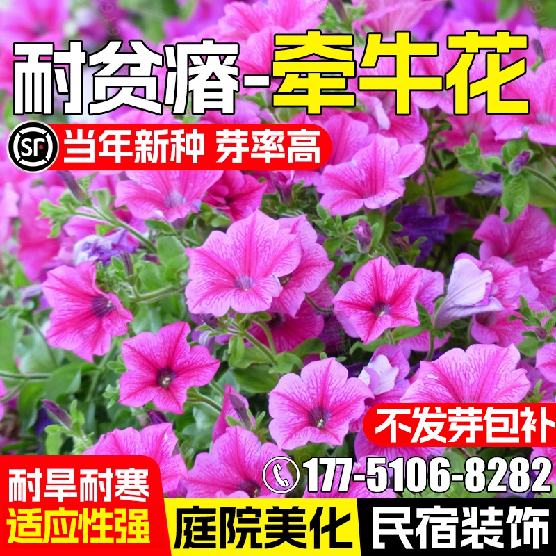 牵牛花种子爬藤植物喇叭花种籽