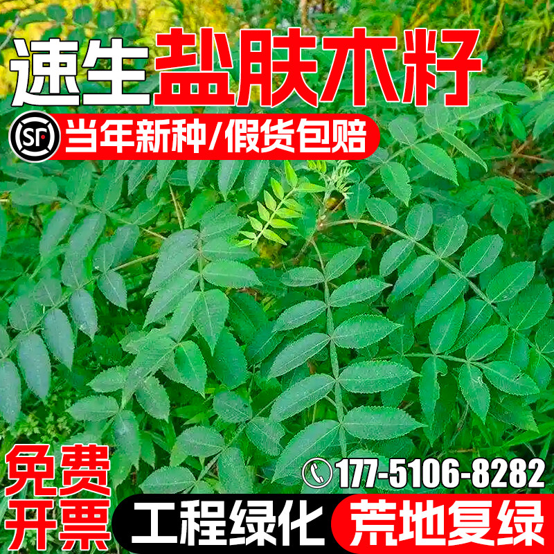 盐肤木种籽灌木草籽护坡固土种子