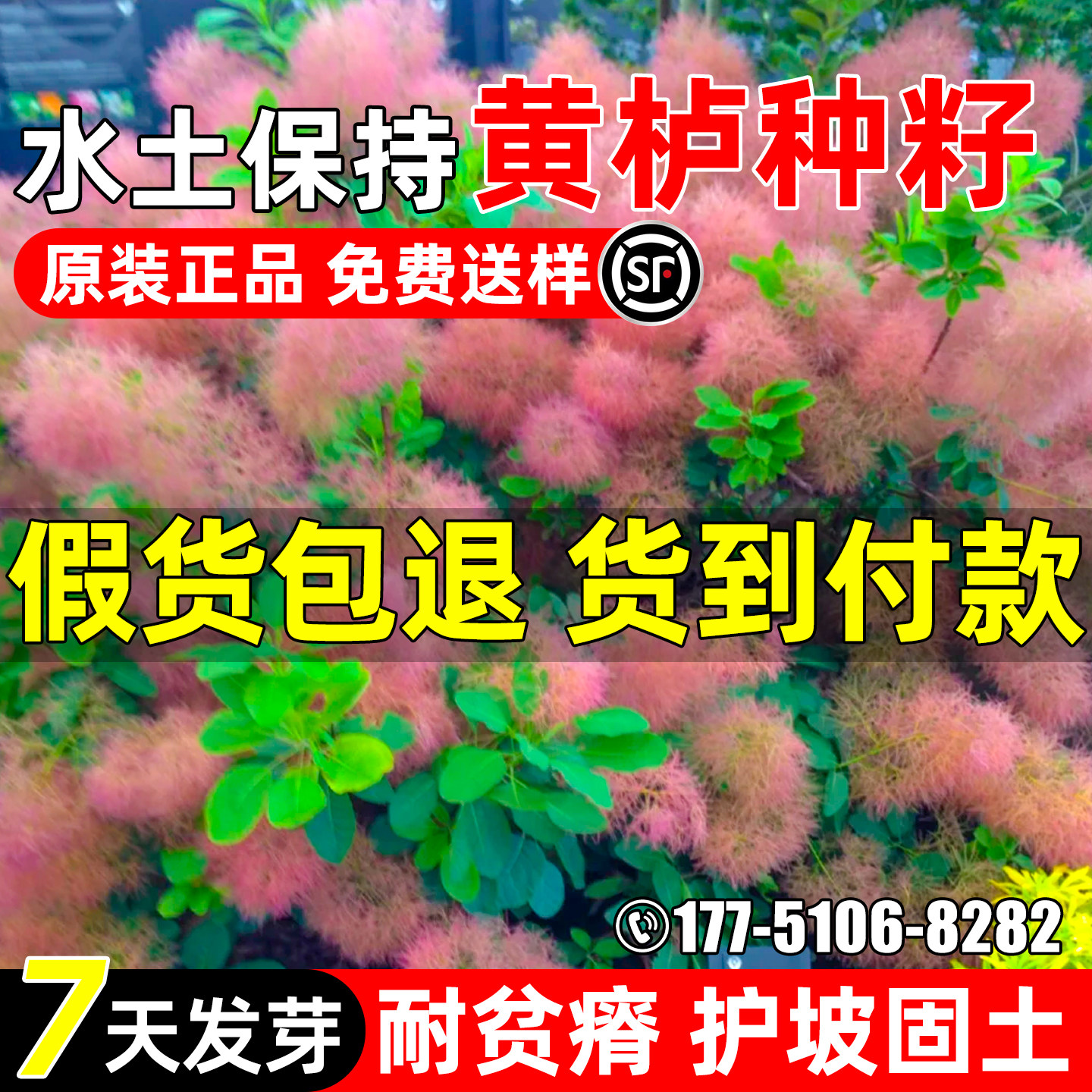 黄栌种子园林绿化观赏林木黄栌木