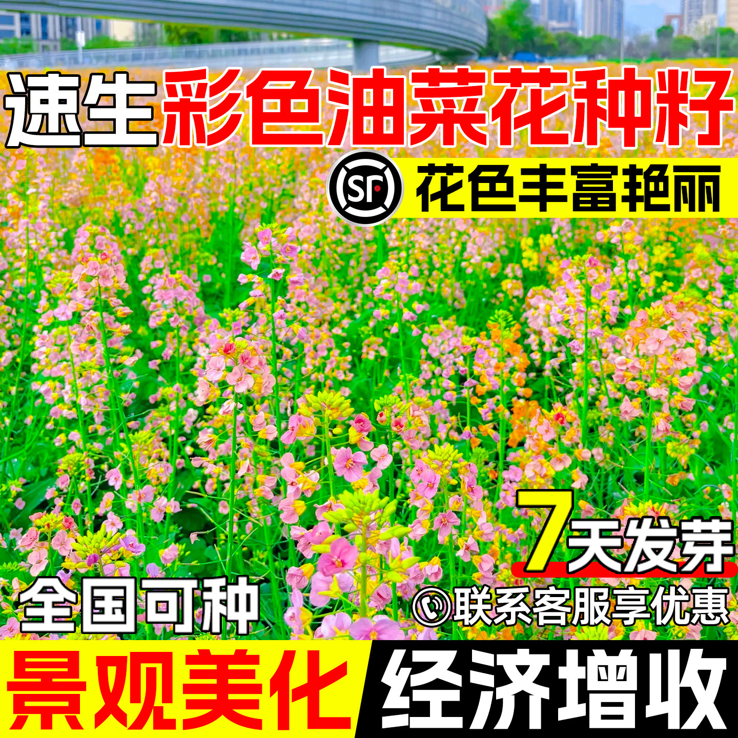 油菜花种子七彩油菜花食用榨油