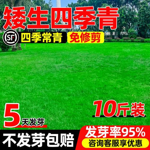 矮生四季青草籽庭院地毯草狗牙根