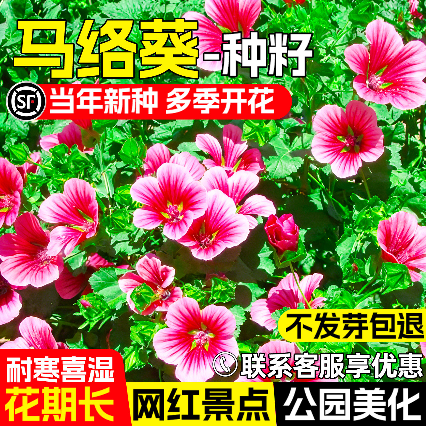 马络葵花籽公园景区花海景观美化